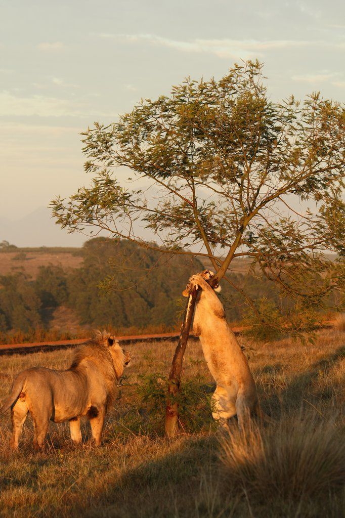Gondwana Game Reserve Herbertsdale Exterior foto