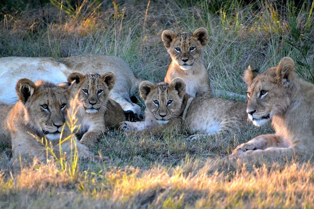Gondwana Game Reserve Herbertsdale Exterior foto
